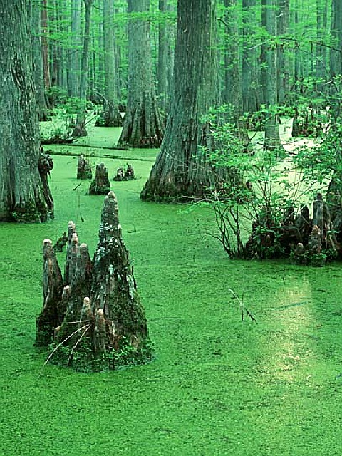 cache river wetlands