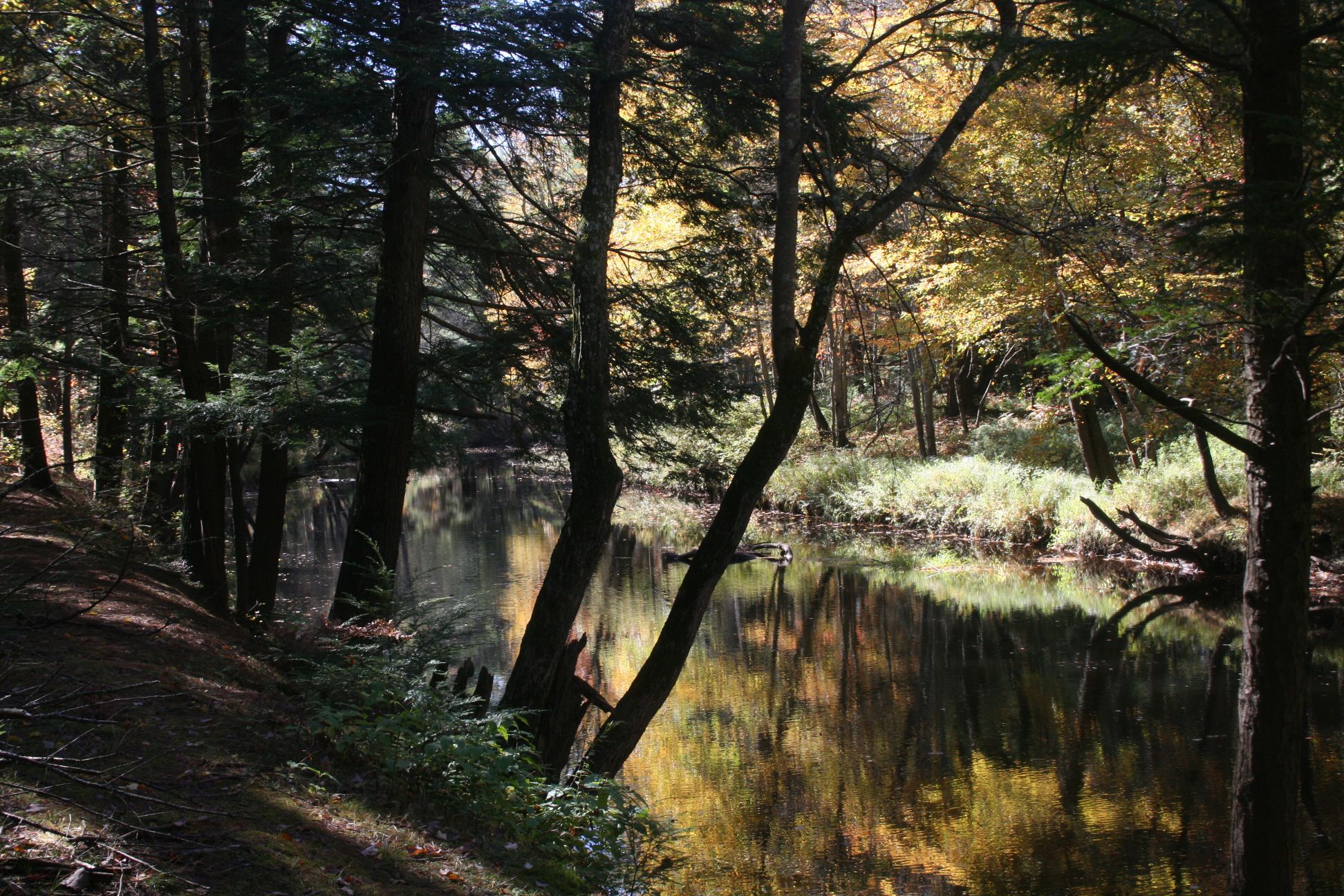 Escape To The Wild: Your Guide To Massachusetts’ Otter River State Forest