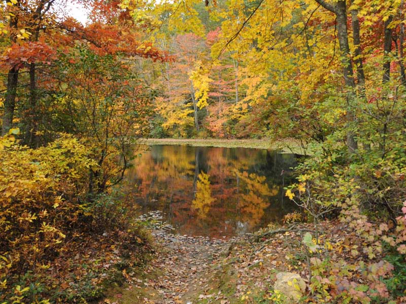 cockaponset state forest