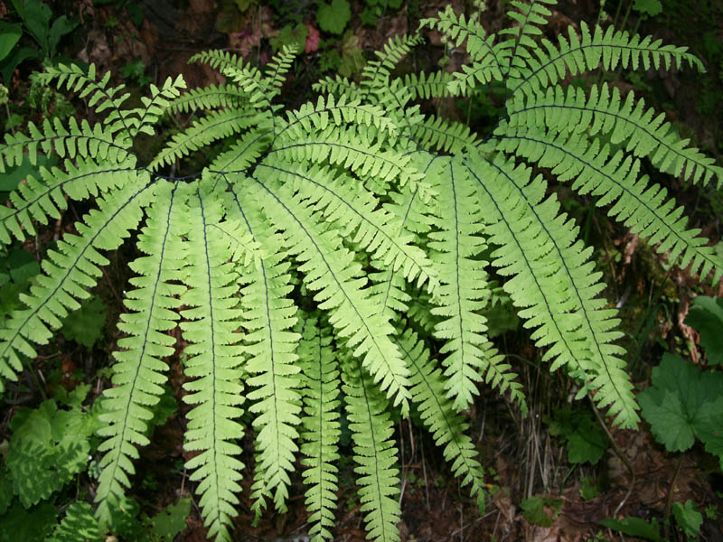 Forest Of Ferns