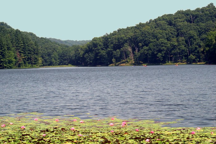 Photograph of Lake Hope Lilies