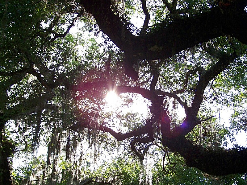 Lake Kissimmee State Park, a Florida State Park located near Davenport ...