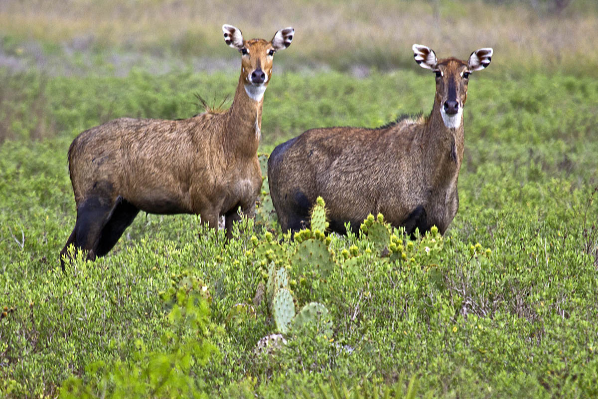 Laguna Atascosa National Wildlife Refuge, a Texas National Wildlife Refuge  located near Harlingen, Los Fresnos and San Benito