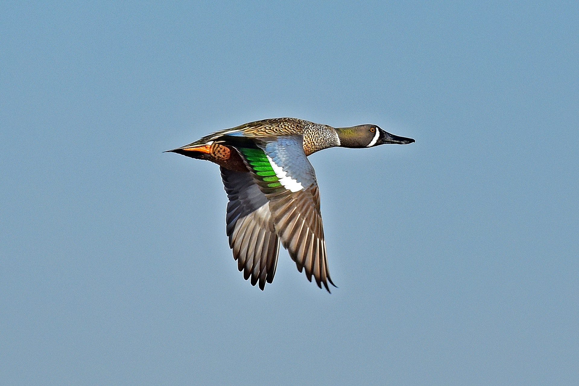 Kern National Wildlife Refuge, a California National Wildlife Refuge ...