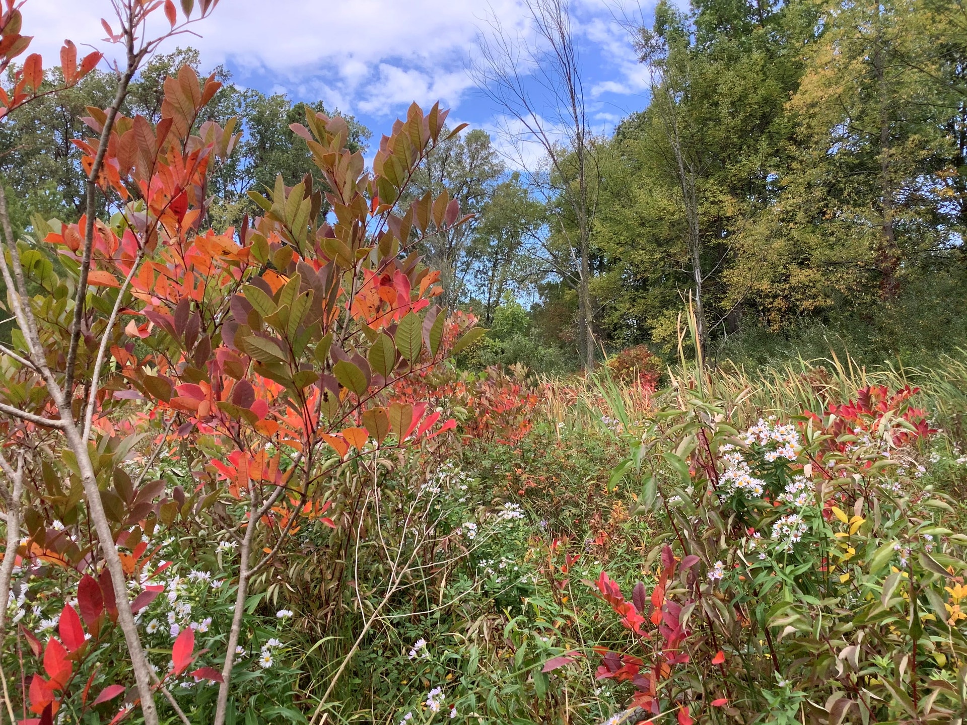 Marsh Lake Wetlands State Fish and Wildlife Area, an Indiana State ...