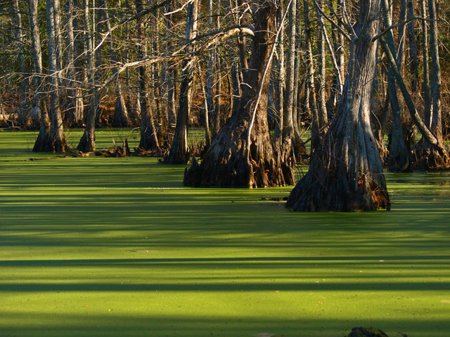 Merchants Millpond, the Most Remote State Park in North Carolina -  Explanders