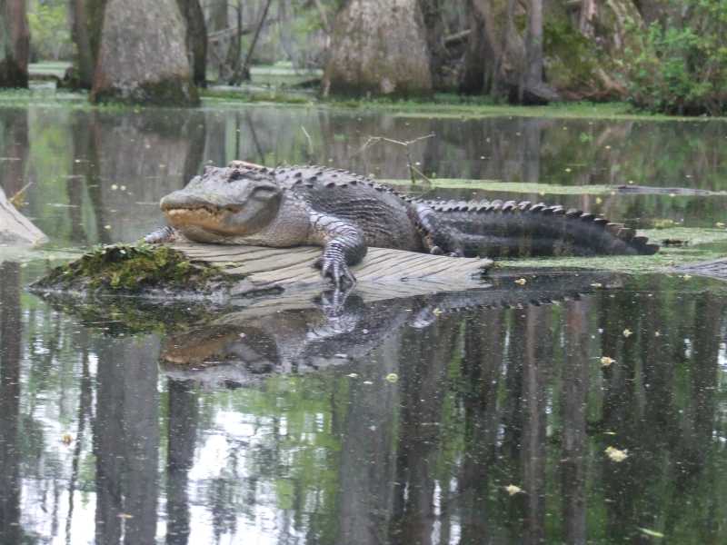 Merchants Millpond, the Most Remote State Park in North Carolina -  Explanders