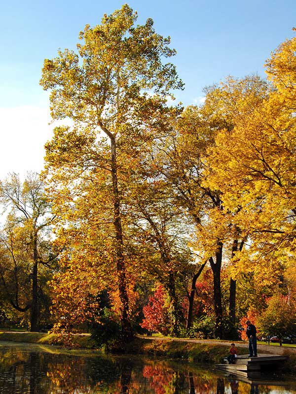 Gebhard Woods State Park, an Illinois State Park located near Channahon ...