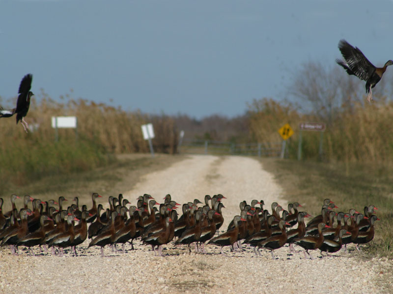 Anahuac nwr duck hunting