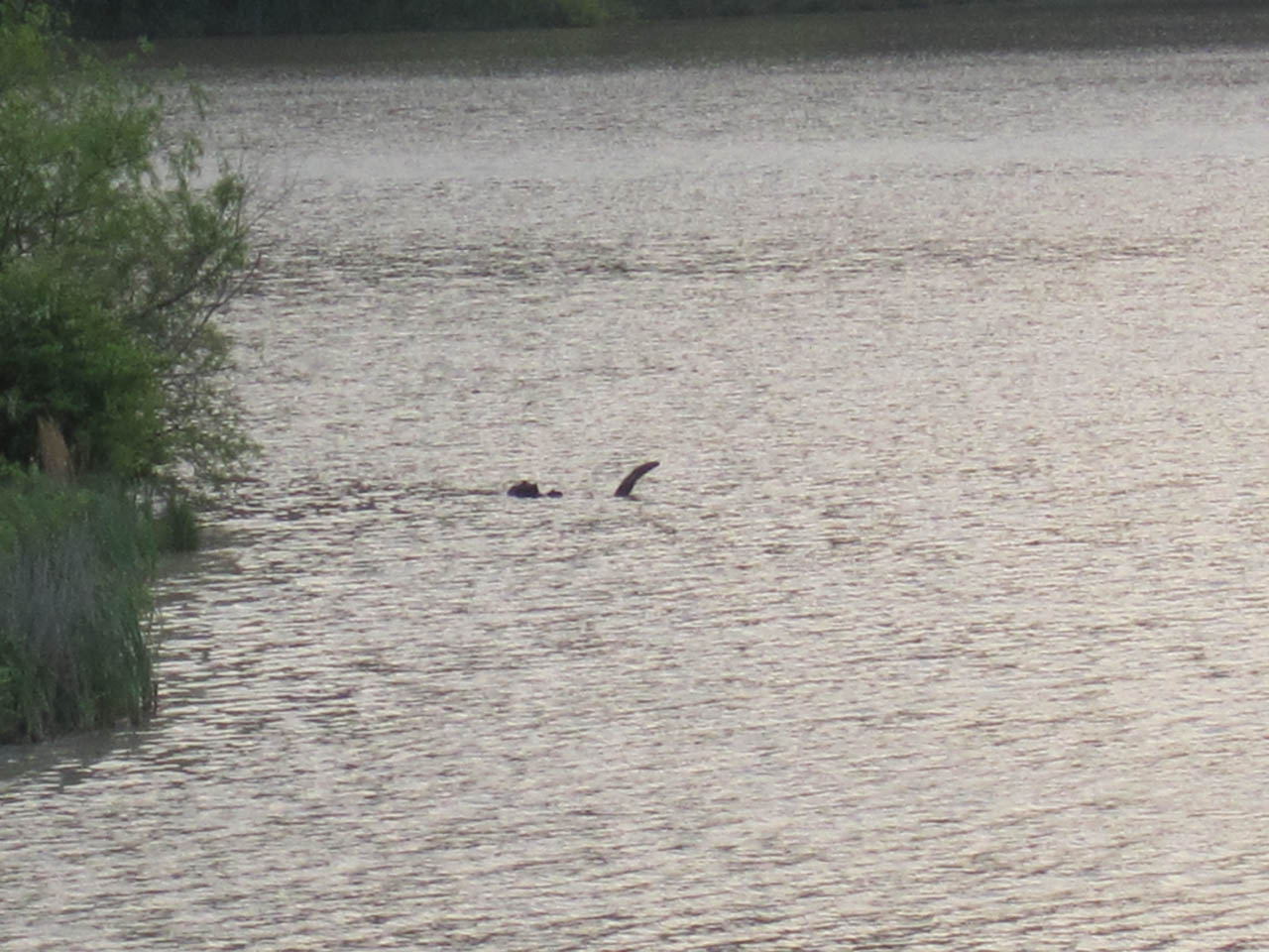A Loch Ness Monster siting at Dow Lake