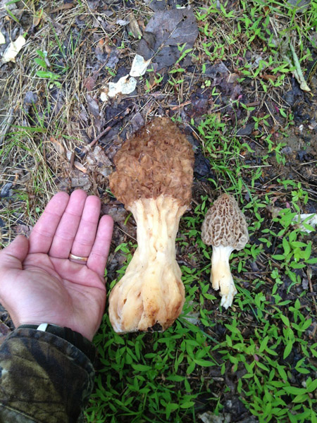 Morels! - Spring is the time for hunting morel mushrooms on the park grounds!
