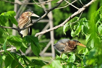 Green Heron Siblings -  We watched these herrons grow from the nest that was right beside the road at Lake Logan.