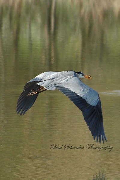 Heron With Food in Flight - This one wanted to eat in peace, so it flew off right after the catch.