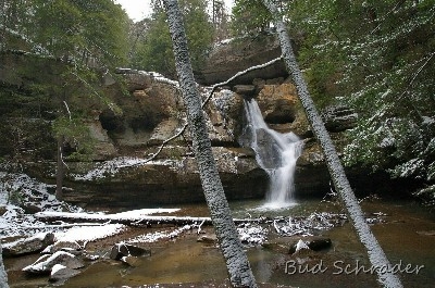 Snow Cover, Cedar Falls - I liked the snow on the trees. That