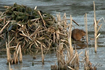Napping Muskrat - At Lake Logan. He appears to be napping, there was no activity here.