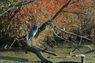 Fall Heron - These guys are really easy to shoot. Some of my earlier work.