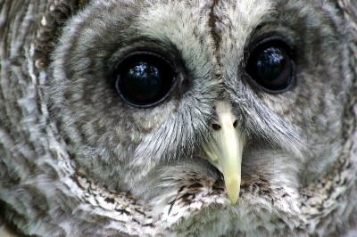 Bard Owl Closeup